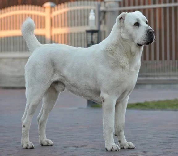 Ringkasan anjing Alabai yang paling cantik
