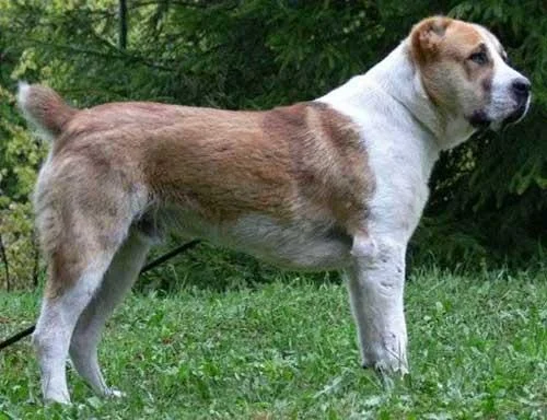 Ringkasan anjing Alabai yang paling cantik