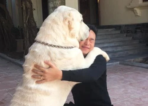 Ringkasan anjing Alabai yang paling cantik