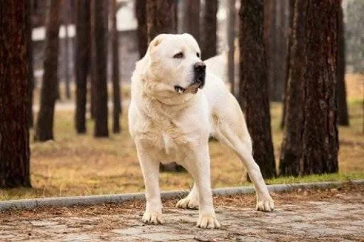 Ringkasan anjing Alabai yang paling cantik