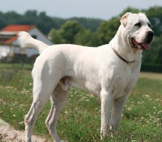 Ringkasan anjing Alabai yang paling cantik