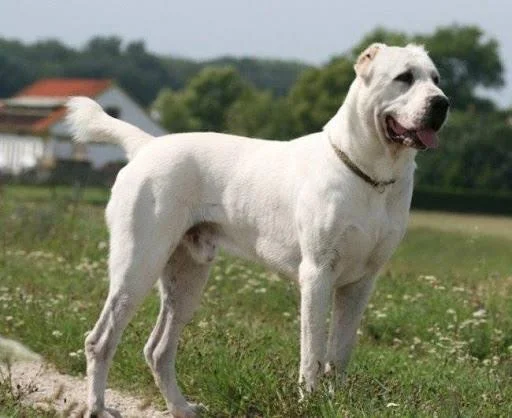 Ringkasan anjing Alabai yang paling cantik