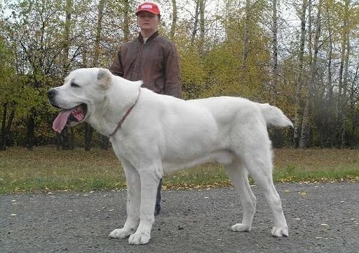 Ringkasan anjing Alabai yang paling cantik