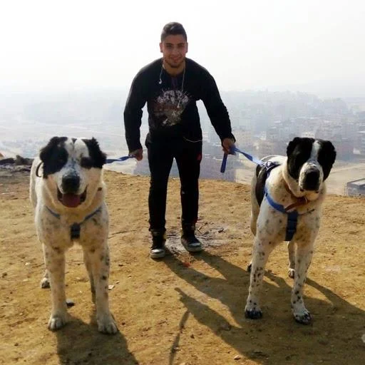 Ringkasan anjing Alabai yang paling cantik