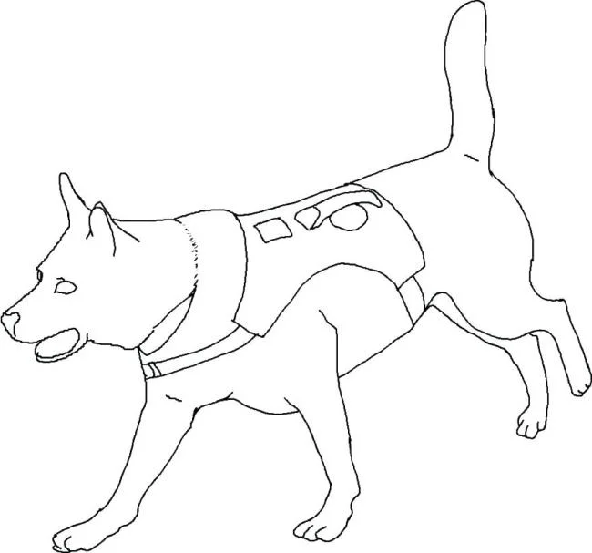 Koleksi gambar pewarna anjing yang paling indah
