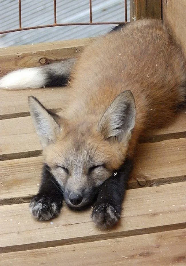 En güzel tilki resim koleksiyonu