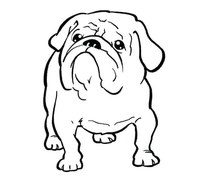 Koleksi gambar pewarna anjing yang paling indah
