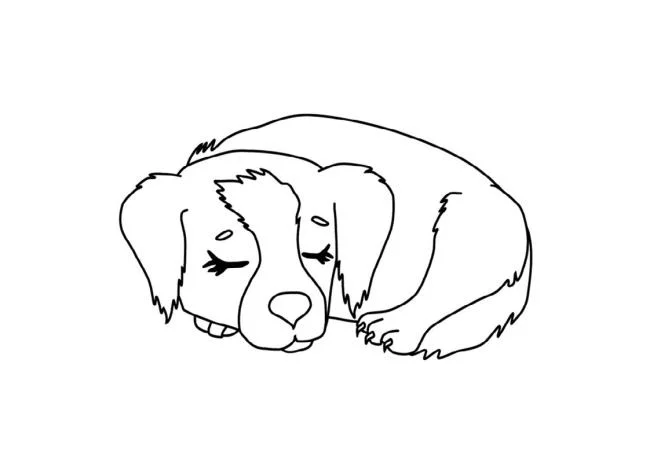 Koleksi gambar pewarna anjing yang paling indah