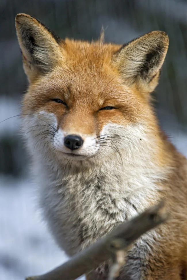 En güzel tilki resim koleksiyonu