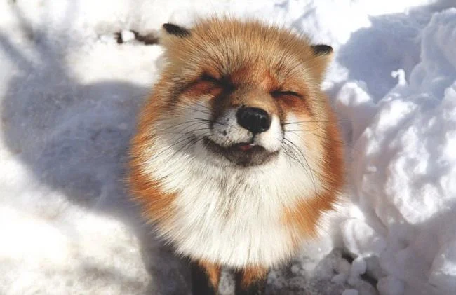 En güzel tilki resim koleksiyonu