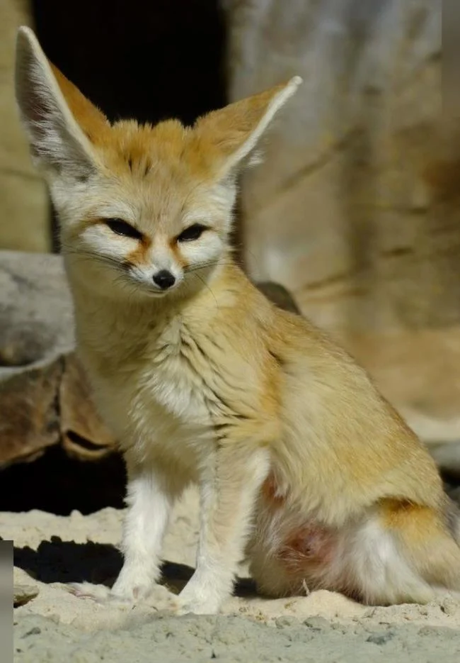 En güzel tilki resim koleksiyonu