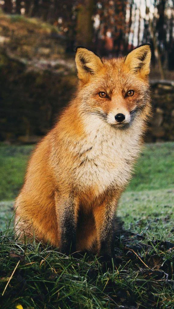 En güzel tilki resim koleksiyonu