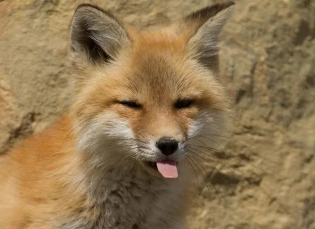 En güzel tilki resim koleksiyonu