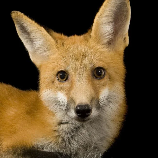 En güzel tilki resim koleksiyonu