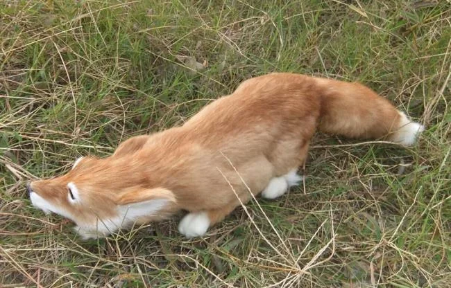 En güzel tilki resim koleksiyonu