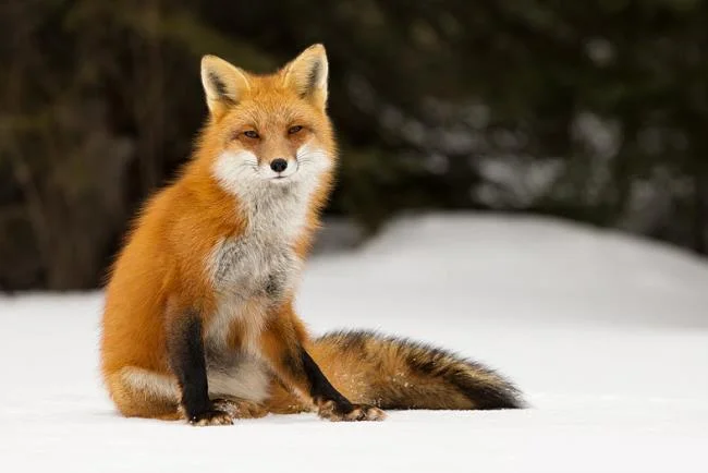En güzel tilki resim koleksiyonu