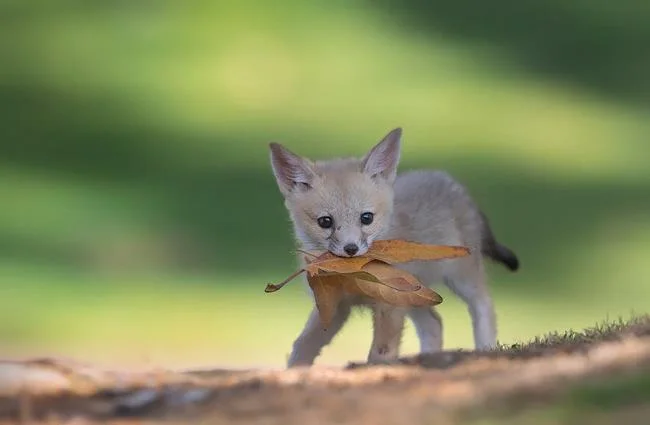En güzel tilki resim koleksiyonu