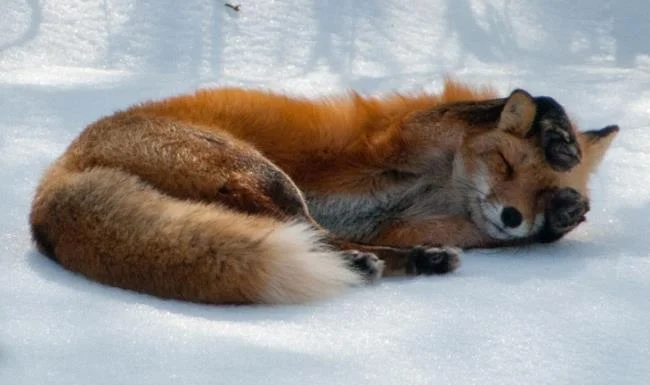 En güzel tilki resim koleksiyonu