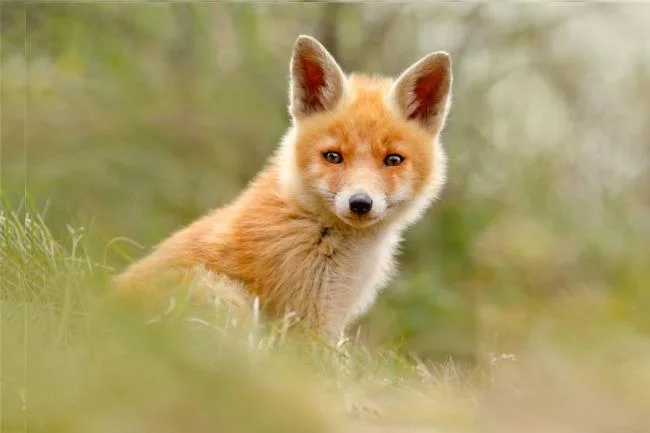 En güzel tilki resim koleksiyonu