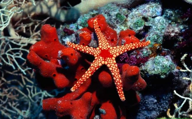 Gambar bintang laut yang cantik dan comel