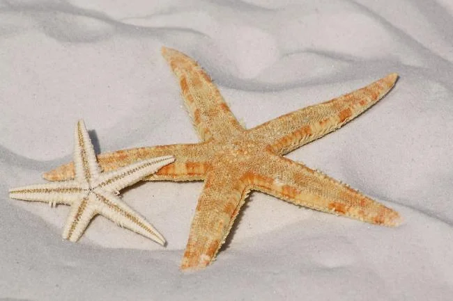 Gambar bintang laut yang cantik dan comel