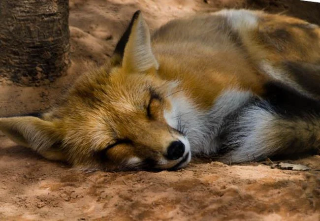 En güzel tilki resim koleksiyonu