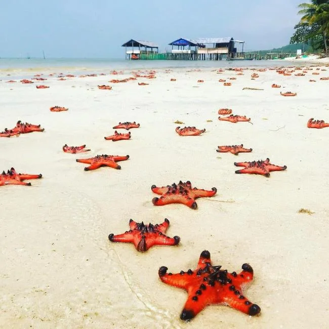 Gambar bintang laut yang cantik dan comel