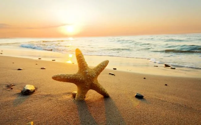 Gambar bintang laut yang cantik dan comel