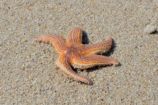 Gambar bintang laut yang cantik dan comel