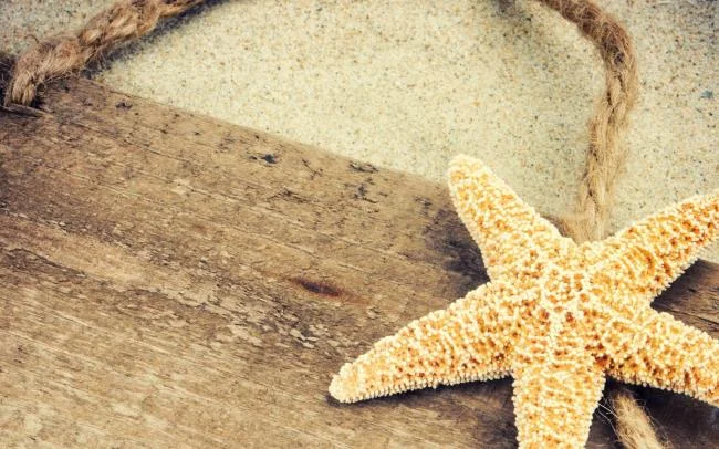 Gambar bintang laut yang cantik dan comel