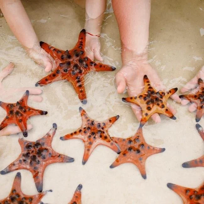 Gambar bintang laut yang cantik dan comel