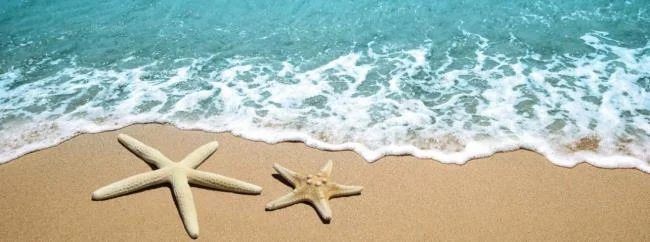 Gambar bintang laut yang cantik dan comel