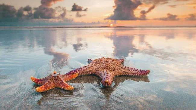 Gambar bintang laut yang cantik dan comel