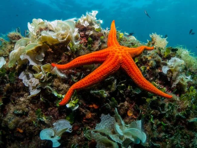 Gambar bintang laut yang cantik dan comel