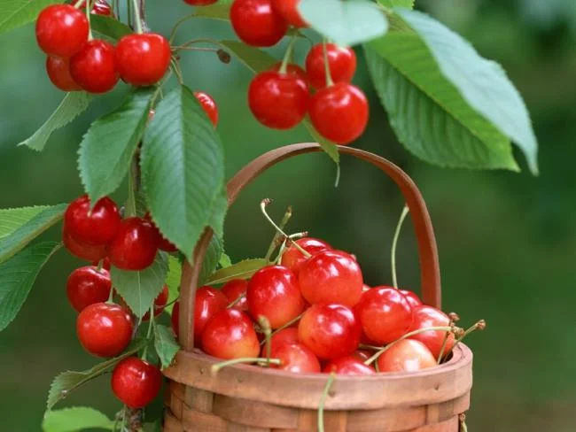 Koleksi gambar Cherry yang paling indah