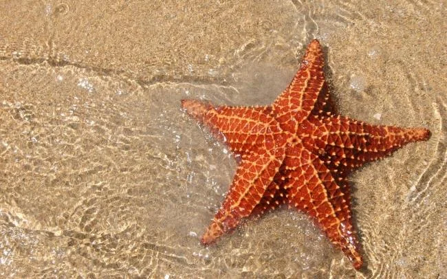 Gambar bintang laut yang cantik dan comel