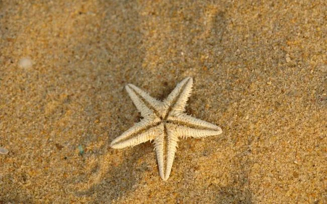Gambar bintang laut yang cantik dan comel