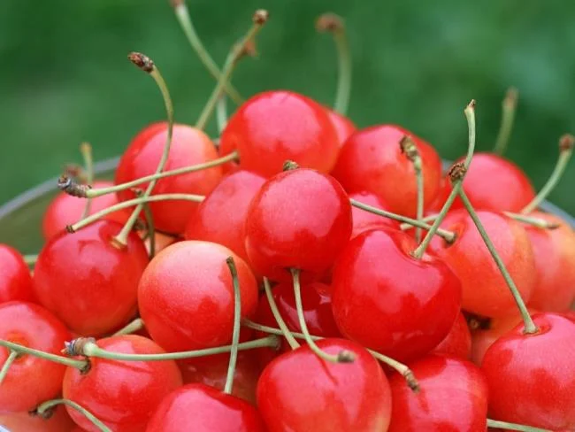 Koleksi gambar Cherry yang paling indah