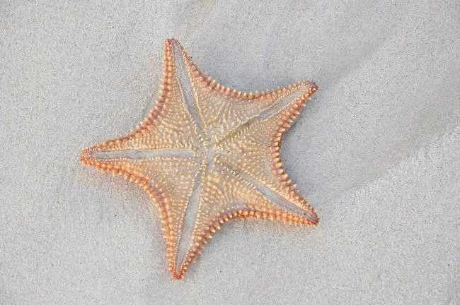 Gambar bintang laut yang cantik dan comel