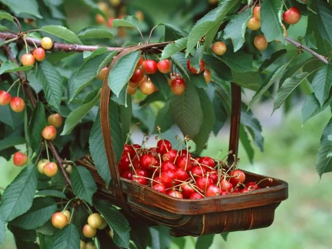 Koleksi gambar Cherry yang paling indah