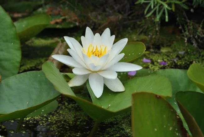 Gambar teratai putih yang cantik