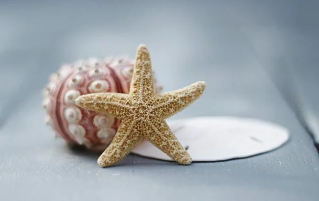 Gambar bintang laut yang cantik dan comel