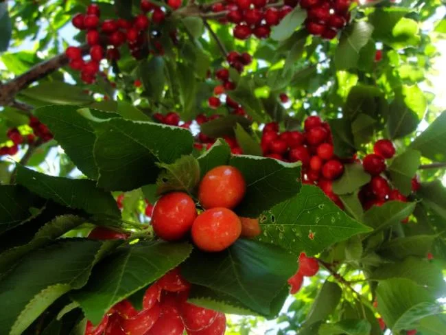 Koleksi gambar Cherry yang paling indah