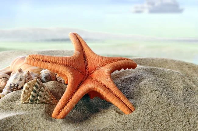 Gambar bintang laut yang cantik dan comel