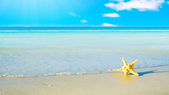 Gambar bintang laut yang cantik dan comel