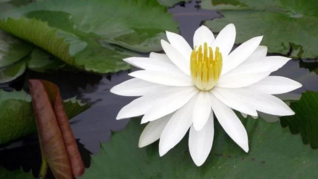 Gambar teratai putih yang cantik