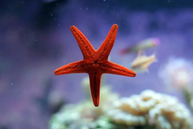 Gambar bintang laut yang cantik dan comel