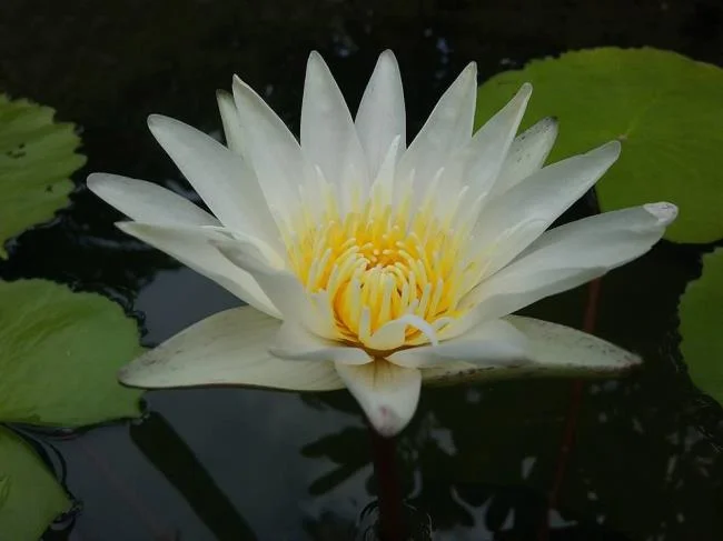 Gambar teratai putih yang cantik