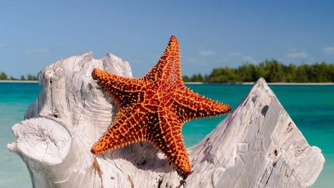 Gambar bintang laut yang cantik dan comel