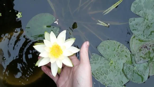 Gambar teratai putih yang cantik